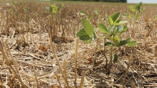 en tres meses se duplicaron las perdidas por la sequia