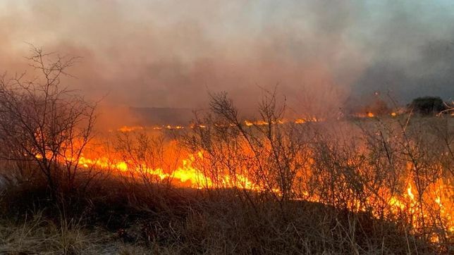 El fuego amenazó viviendas y arrasó con el bosque nativo. 