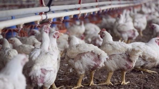 avicolas alertan situacion critica: ?van a tender a desaparecer los productores?