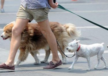 Multarán por no juntar excrementos de perros en La Plata