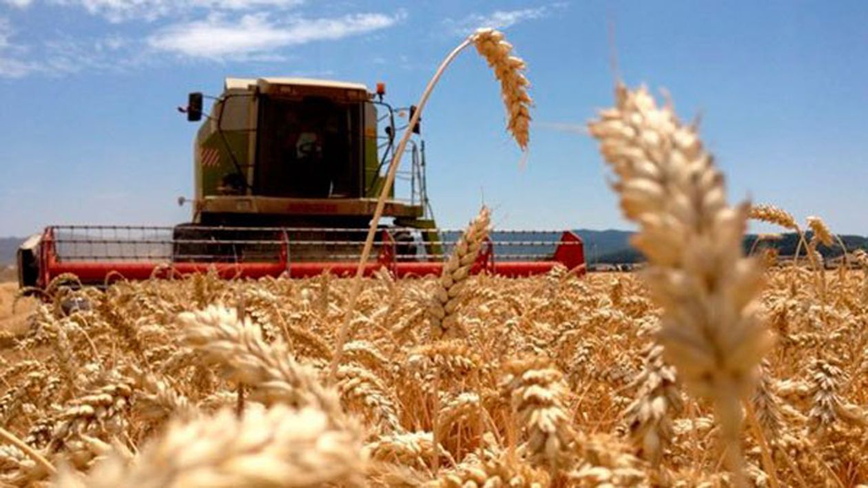 La siembra de trigo pagará regalías a Estados Unidos