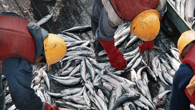 Tierra del Fuego: piden la restricción del permiso a la firma Estremar por la pesca ilegal.