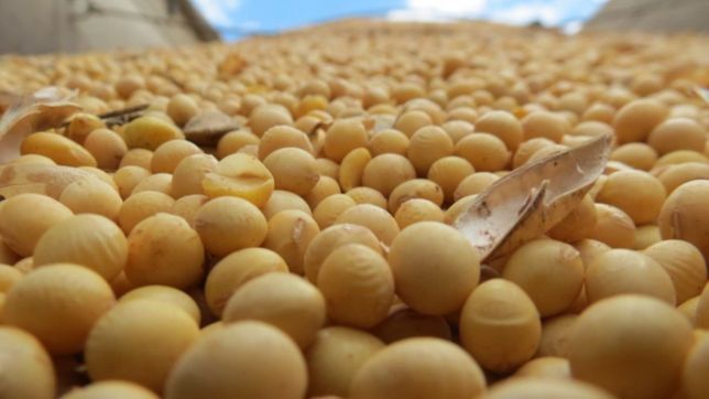 el campo amarroca la soja y le pone una ficha al vuelo del dolar