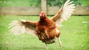 argentina, la gallina que no levanta vuelo