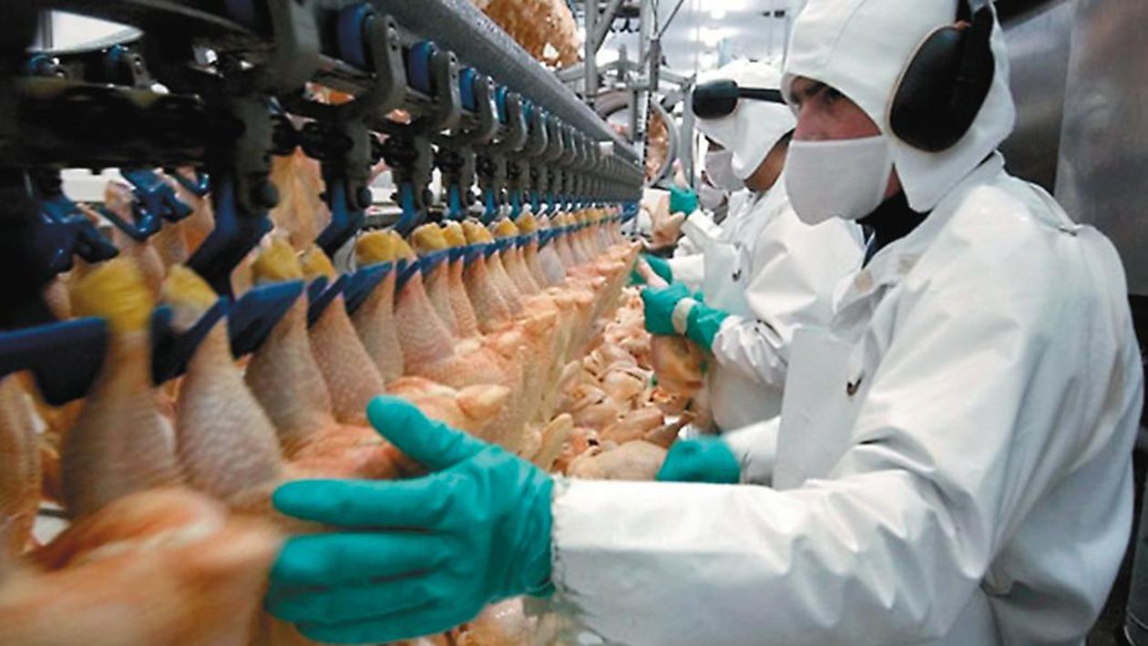 La pata muslo de Estados Unidos amenaza a las productoras de pollos de Argentina