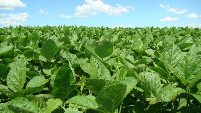 por la soja, ruralistas le cambian el tono a macri: vulnerar promesas es un acto grave