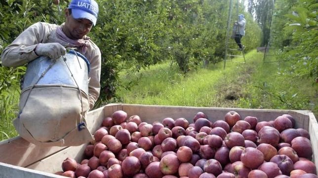 cosecha de fruta: grieta entre empresarios e intendentes por los hisopados