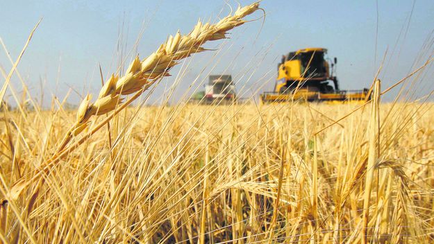La siembra de trigo, un alivio para el campo