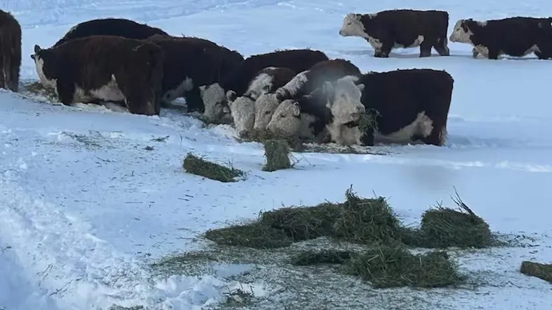 Ganado en la Patagonia.