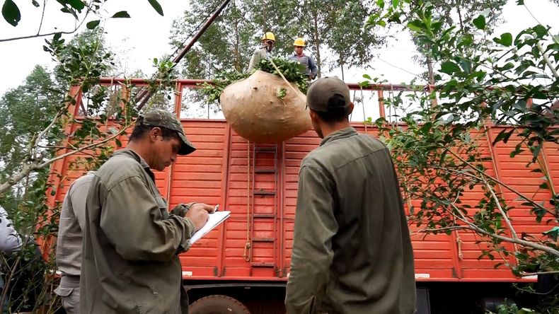 Protesta por el precio de la hoja de yerba en Misiones Protesta por el precio de la hoja de yerba en Misiones