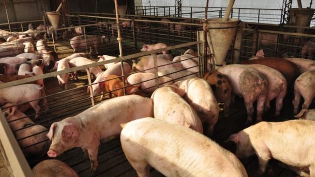el sector porcino bonaerense, en jaque: muchos estan dejando la actividad