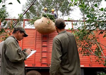 Misiones impulsa una pizarra de referencia para frenar la caída del precio de la yerba mate.