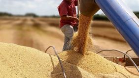 Toto Caputo sacará poco provecho de la suba del precio de la soja para juntar divisas. Toto Caputo sacará poco provecho de la suba del precio de la soja para juntar divisas.