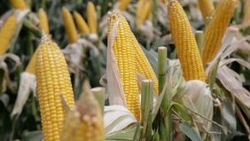 Precios y abastecimiento del maíz, el back de otro round Gobierno vs agro