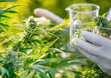 La guerra política del cannabis bonaerense
