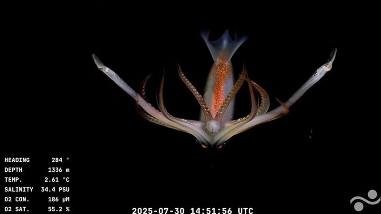 Una de las imágenes captadas por el Conicet en el cañón submarino Mar del Plata. Fascinación y resistencia a la motosierra de de Javier Milei sobre la ciencia.   