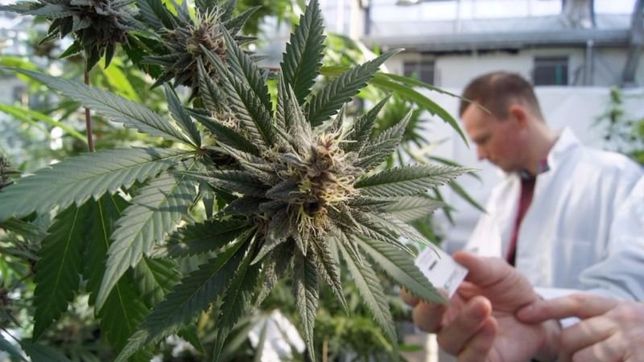 media sancion para el cannabis medicinal