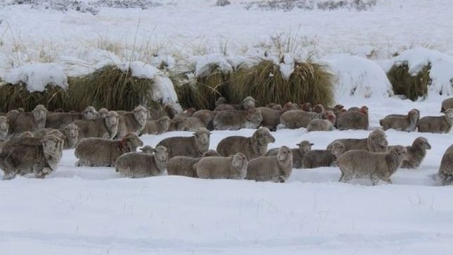 ganaderia ovina: de la perdida de competitividad al riesgo de subsistencia
