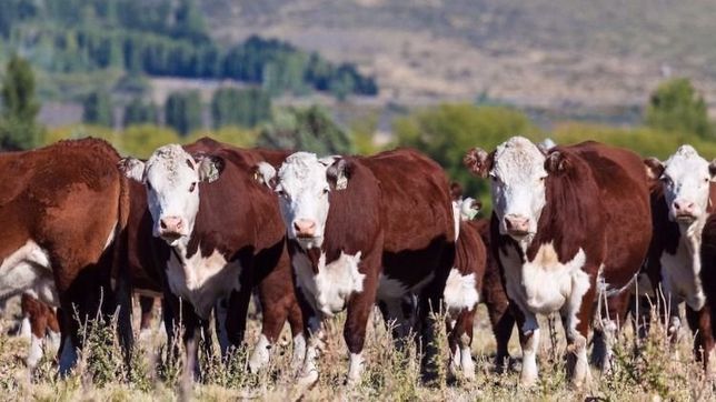 chubut, santa cruz y tierra del fuego planean acciones ante la pandemia