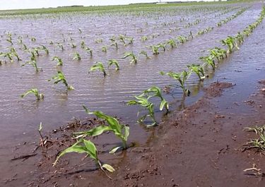 Inundaciones: el 60% de la ganadería bonaerense está en riesgo