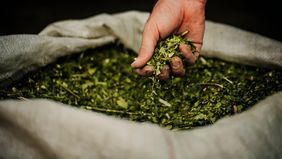 Yerba mate a India: Misiones celebra su inserción en uno de los mercados de infusiones más grandes del mundo