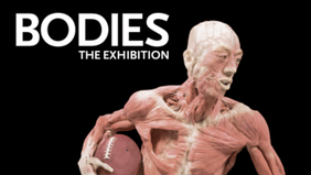 Llega a La Plata la muestra “Cuerpos: la exhibición”