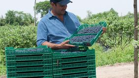 Francisco Estrada usa Campo Limpio en Tucumán.
