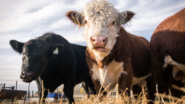 La guerra del asado: la Patagonia busca aliados en la Región Centro en la batalla por el estatus sanitario