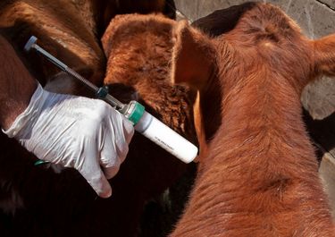 Federico Sturzenegger, las importaciones y las vacunas antiaftosa