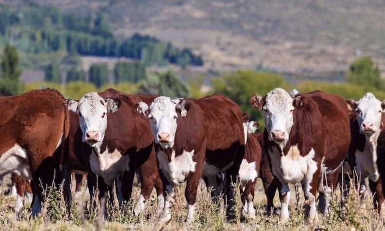 Aftosa Ganadería patagónica