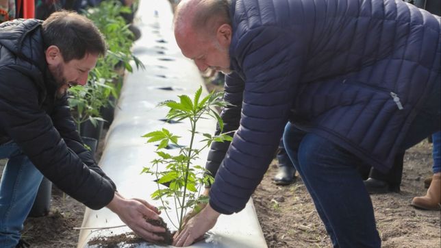 perotti se planta y le da mecha a la industria del cannabis medicinal