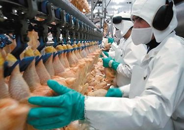 La pata muslo de Estados Unidos amenaza a las productoras de pollos de Argentina