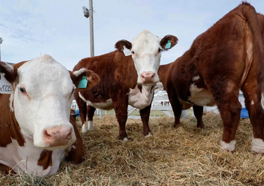 La Guerra del Asado: la caída de la barrera sanitaria no logra ordenar el mercado en la Patagonia