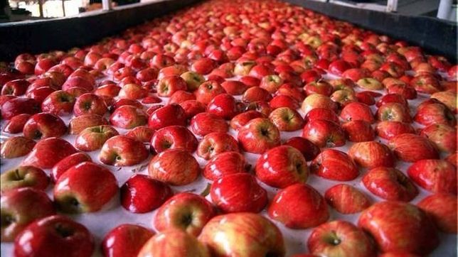 fruticultura: acuerdo minimo en el inicio de la cosecha