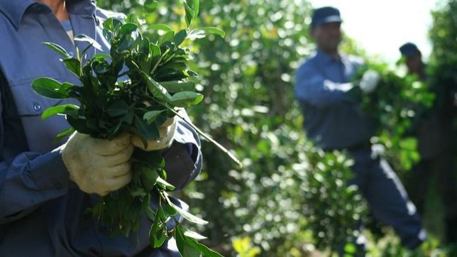 guerra verde: la yerba mate abre una grieta entre misiones y corrientes