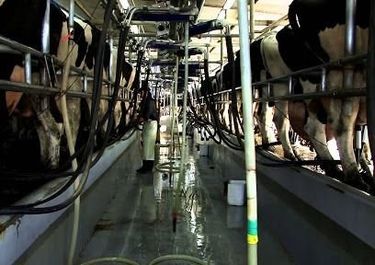 Tamberos bonaerenses, en pie de guerra contra la industria y el Gobierno