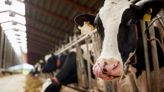 tamberos le piden a kicillof que acentue la compra de leche social