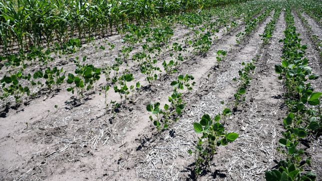 Sergio Massa enfrenta la peor sequía del siglo que afecta a los cultivos argentinos.