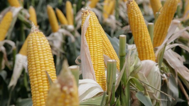 precios y abastecimiento del maiz, el back de otro round gobierno vs agro