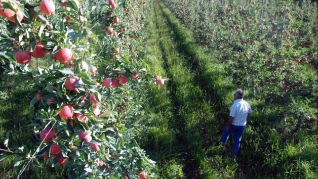 cafi renueva su comision directiva y mueve el esquema empresario del sur
