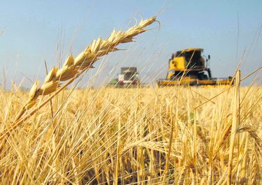 La siembra de trigo, un alivio para el campo