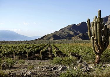 La industria del vino necesita úna logística más eficiente para ganar competitividad y disputar nuevos mercados.