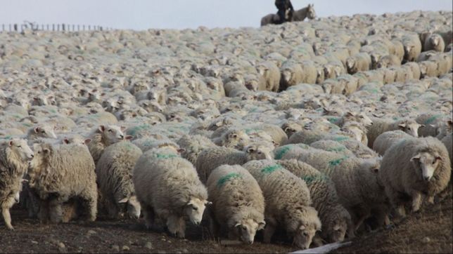 ley ovina: insisten con una prorroga de 20 anos de la norma