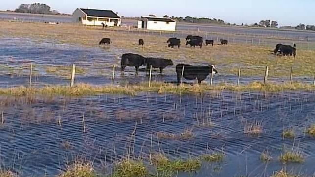 declaran la emergencia agropecuaria en zonas de seis provincias