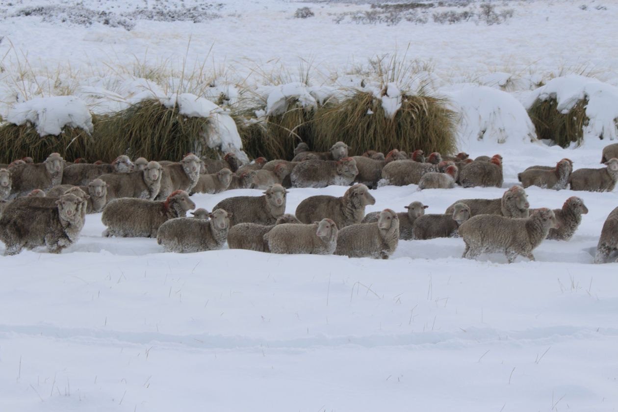 Ley Ovina Ovejas Patagonia