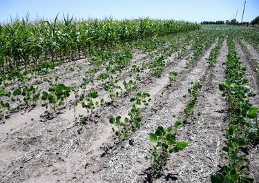 Sergio Massa enfrenta la peor sequía del siglo que afecta a los cultivos argentinos.