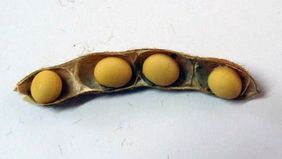 Vuelve la supersoja y el Gobierno se ilusiona con liquidación XL de divisas