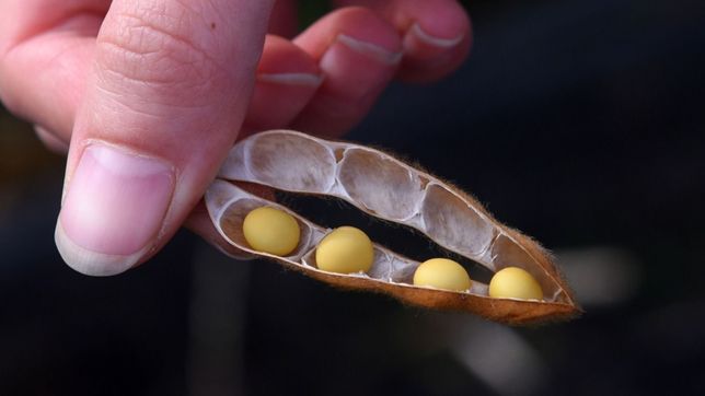 los duenos de agro dolares negocian bajar retenciones para liquidar mas divisas