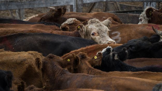 La ganadería vuelve a ser un gran negocio en Argentina