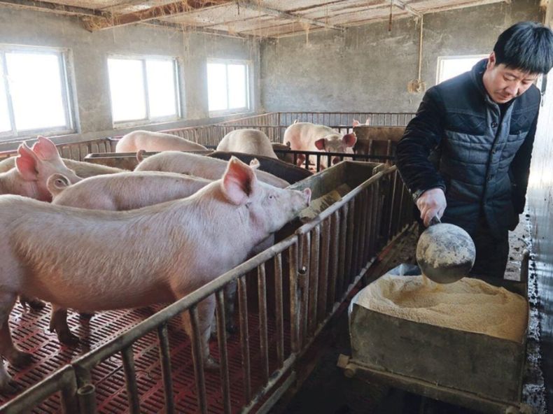 Acuerdo con China, el reclamo del sector porcino a Javier Milei